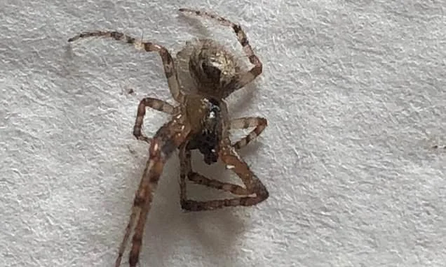 Britain's most dangerous spider strikes again: Woman in Kent is left with a 'crater' in her leg after a bite from a false widow that was 'hiding on a clothes peg'