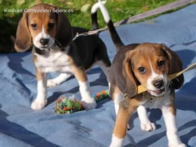 WATCH:  Dogs genetically engineered to prevent allergies