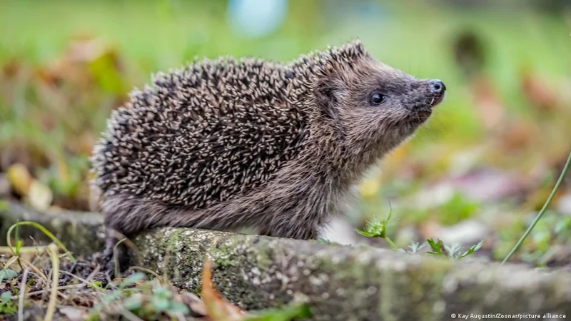 Germany news: Hedgehog triggers police alert