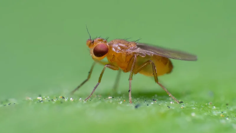 How fruit flies chase invisible ribbons of smell to get to their source