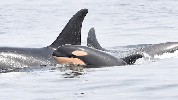 Proposed changes to endangered species law would 'stab it to death,' says scientist