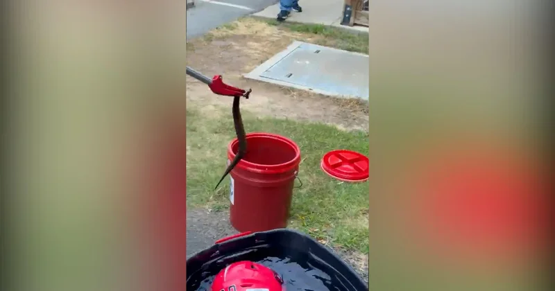 Venomous snake pulled from football player's helmet in Arkansas