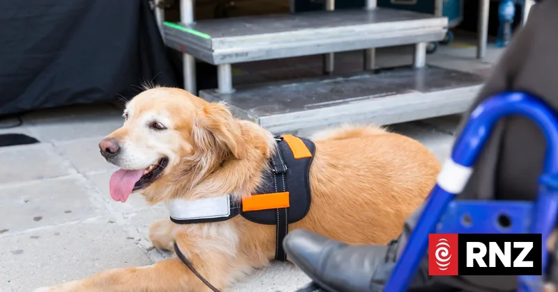 Removal of assist dog from bus prompts Auckland Transport apology