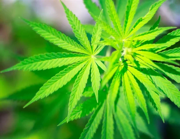NYU study shows diverse cannabis use patterns signal heavier use