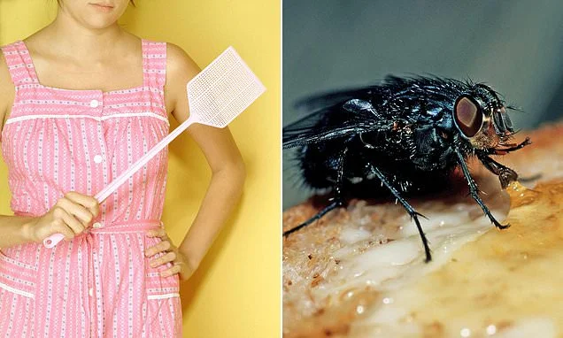 Why Britain is suffering from a plague of flies... and how you can get rid of them for good: CHRISTOPHER STEVENS reveals the methods that will really help you remove the pests - and ones to avoid