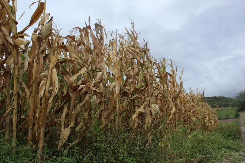 Mexico Farm Credit Fund Sells Its First Long-Term Bonds