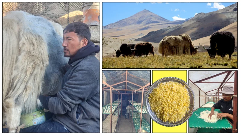 When a yak herder from India made a big impact internationally