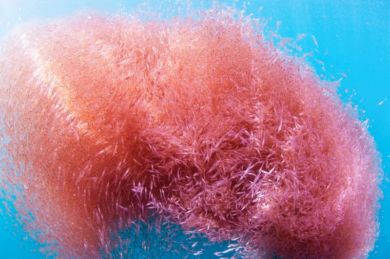 POLAR POLITICS: The krill crisis — why the Southern Ocean’s most critical species is under threat