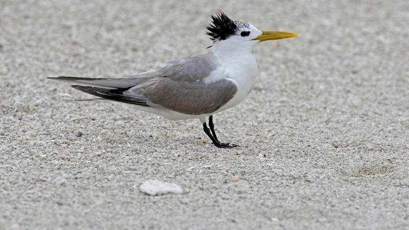 ‘Early part of that curve’: First mass mortality event confirmed off SA coast as bird flu cases surge
