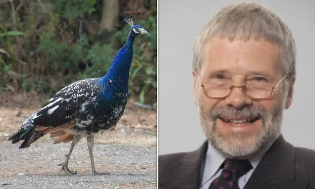 Fowl play! The judge, his peacocks, and locals who can't stand the noise any more