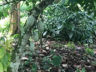 Cocoa farmers in southeast Cameroon are adapting to EU regulations, but they still want a fair price