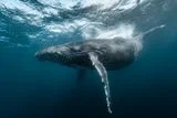 Whale Calls Can Appear to Outrun Sound, Without Breaking Einstein&rsquo;s Theory of Special Relativity