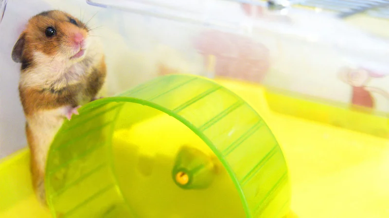 Pet Hamsters Linked to Rare Brain Disorder