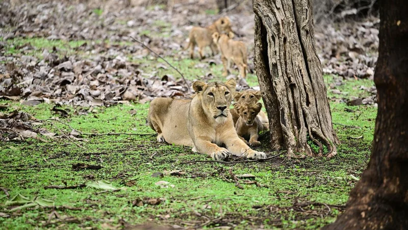 The road ahead for the Asiatic lion