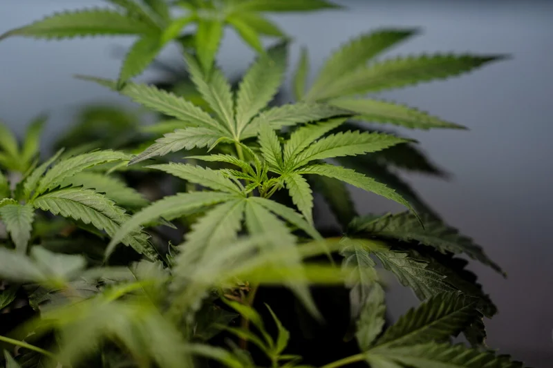 US sees a big jump in nausea cases among frequent marijuana users in the hospital
