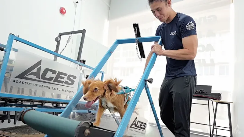 Is walking your dog enough? Inside Singapore's dog gym that's changing canine fitness