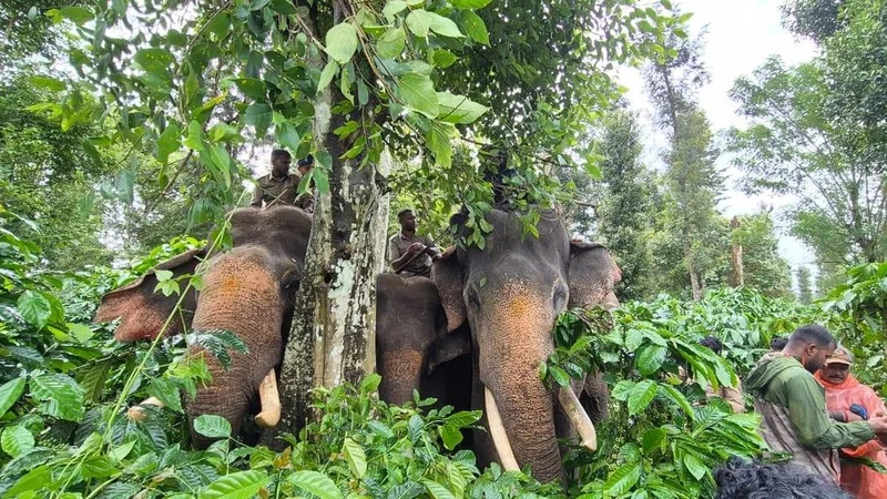 Karnataka Forest Department fits elephant with radio-collar in Hassan to track movement of herd
