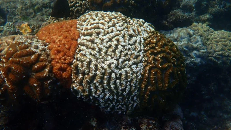 CMFRI researchers claim to have photographed coral colonies having resemblance to tricolour