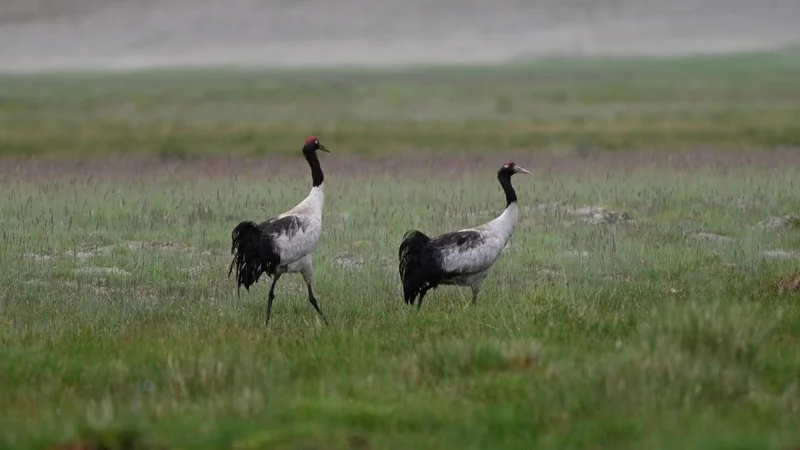 Over 2,950 dogs sterilised to save Black-necked Cranes and wildlife in Ladakh