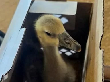 WATCH:  Heroic goose warns family of fire