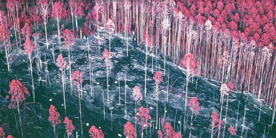Researchers Return to a Forgotten Forest Experiment 30 Years Later—With “Astounding” Results