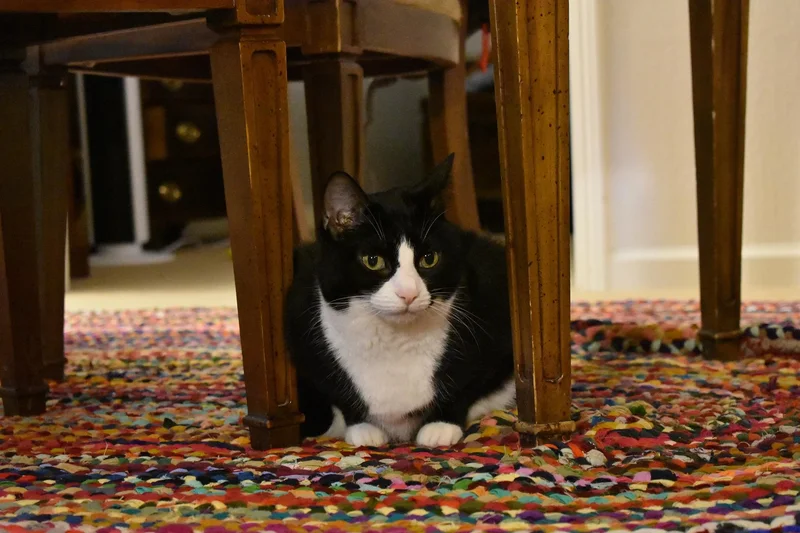 The piano that taught my cat to play for her supper