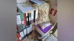 Huge wasp nest takes over wildlife trust's office