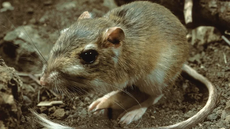 The cute, tiny Texas kangaroo rat needs help