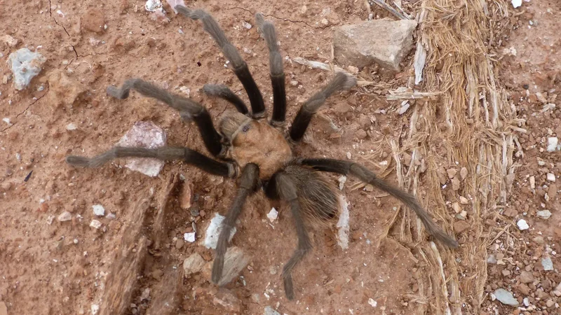 Desert tarantulas prepare for sex and death at Zion National Park