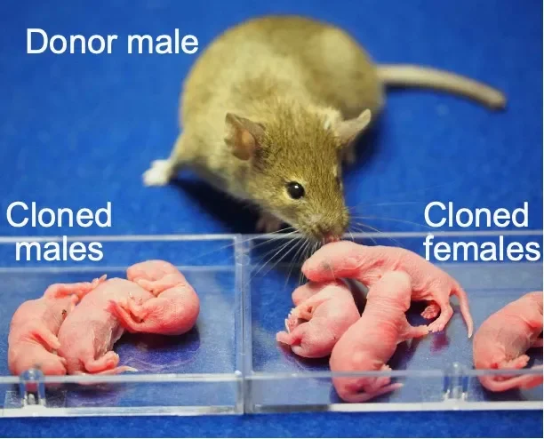 Scientists just created female clones of male mice