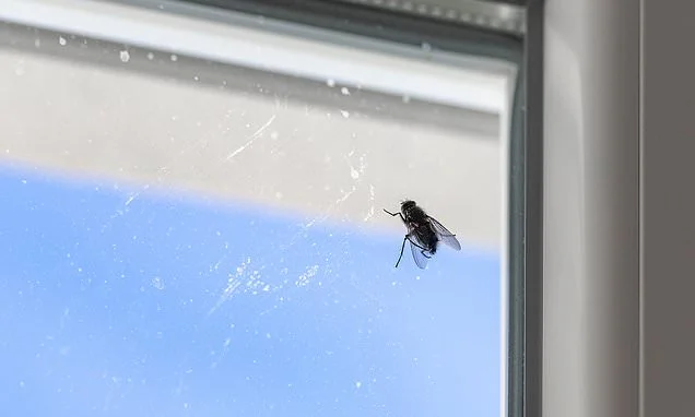 Home overrun by flies? Expert reveals the simple way to grab them with your bare hands - and why you should always approach 'from above'