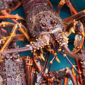 Diver David Casey sentenced for illegally gathering crayfish for Queenstown tourism experience
