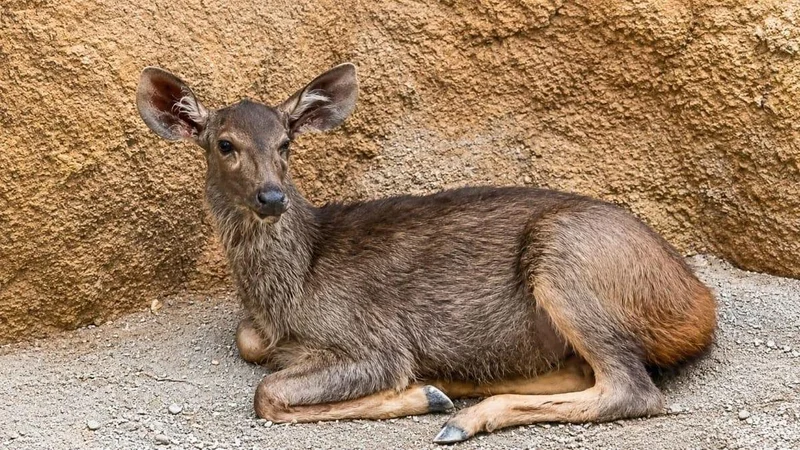 Sambar deer rescued from HNSS Canal in Sri Sathya Sai district