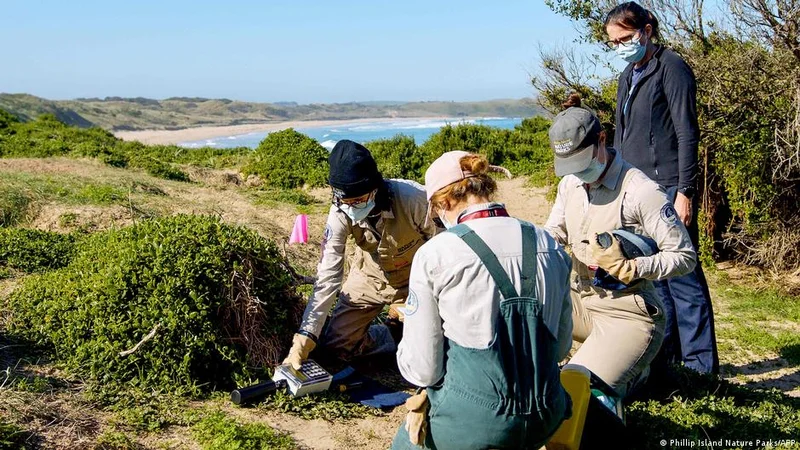 Australia confirms H5N1 bird flu case in local mammal