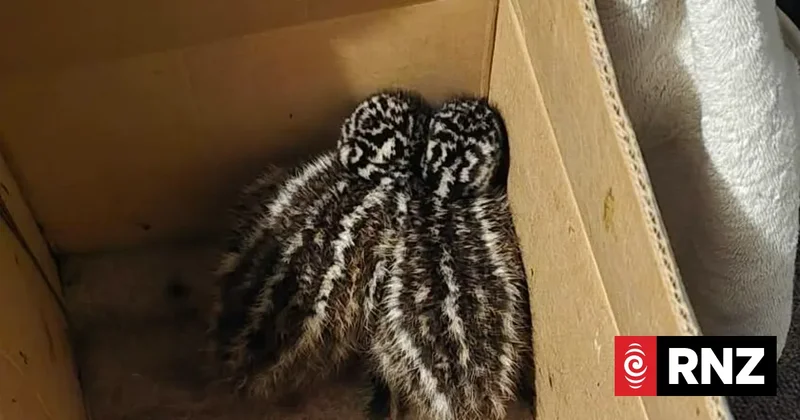 East Coast conservationist rescues emu chicks after feral cat attack
