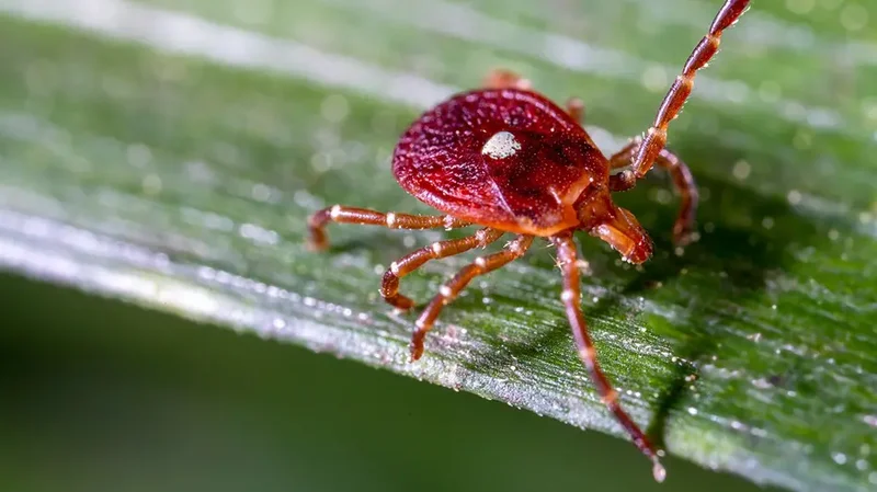 No cure, no vaccine: Experts warn of rare Bourbon virus after first NY case