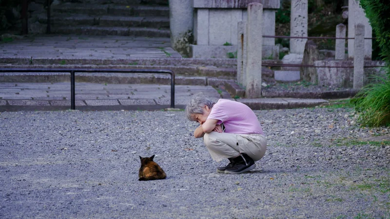 ‘Nekonomics,’ or the great Japanese cat economy