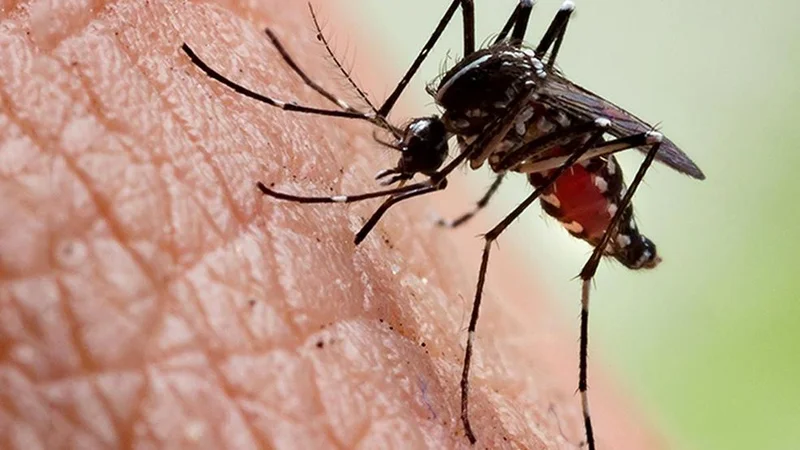 Spurt in chikungunya cases highlights need to check vector  population