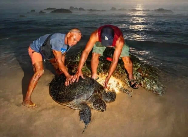 Rescued sea turtle released off Quezon's Jomalig Island