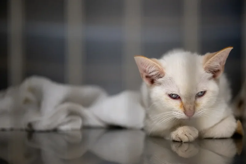 Outdoor cats quite happy to become indoor cats, study finds