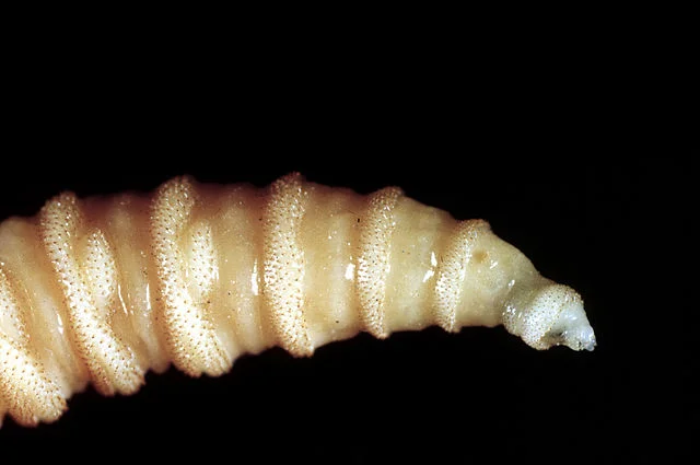 Flesh-eating screwworms feast on humans in Mexico; human cases top 500