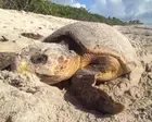 Florida sets record for sea turtle nests but Trump move could stall recovery