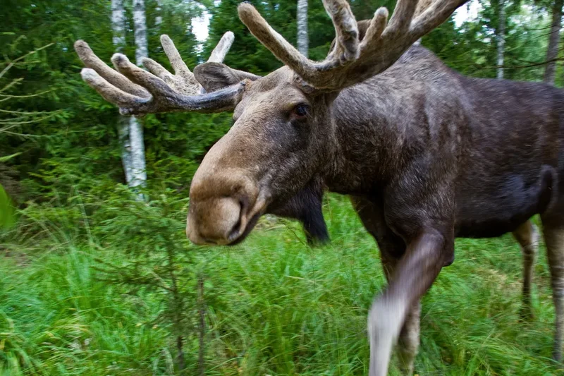 Swedish cows and moose fart millions of tons of methane