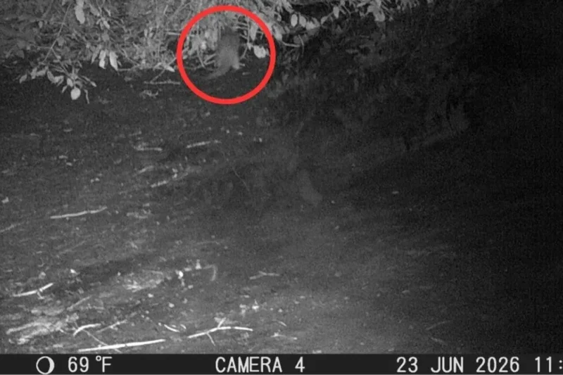 50 Years of Bronx River Clean-Up Efforts Lead to the First Otter Sighting in a Century
