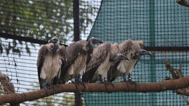 Assam records world’s first-ever release of captive-bred slender-billed vultures