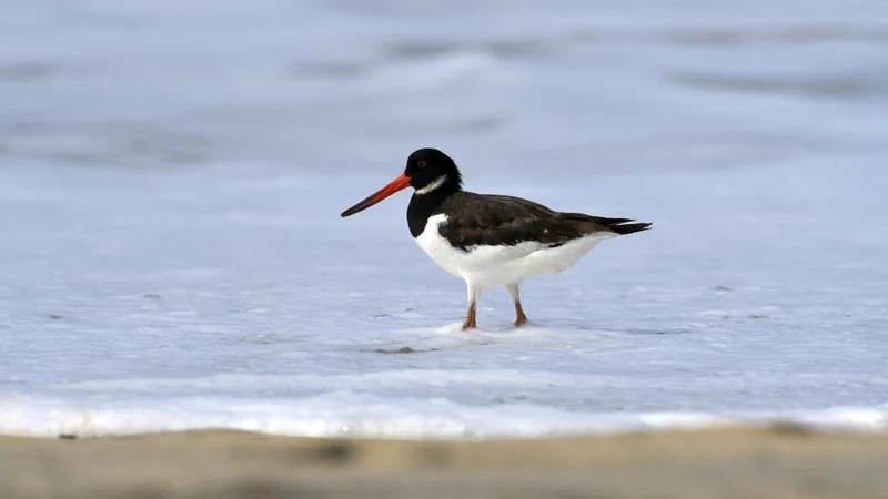 Why Kerala is witnessing a decline in winter migratory birds