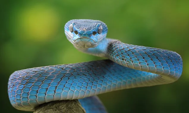 What is scarier than being bitten by a snake ? Getting on the wrong side of the men who name the reptiles