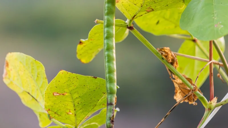 Plants under attack leave behind a surprising call for backup