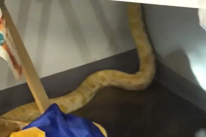 8-foot python named Nanner blamed by officials for Virginia school fire; teacher says snake is innocent