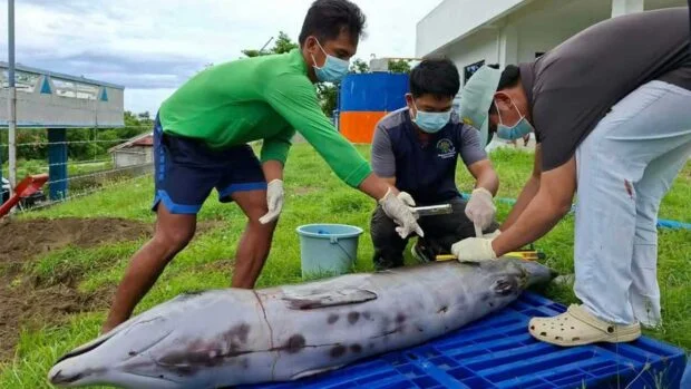 Rare Cuvier’s beaked whale found dead in Cagayan